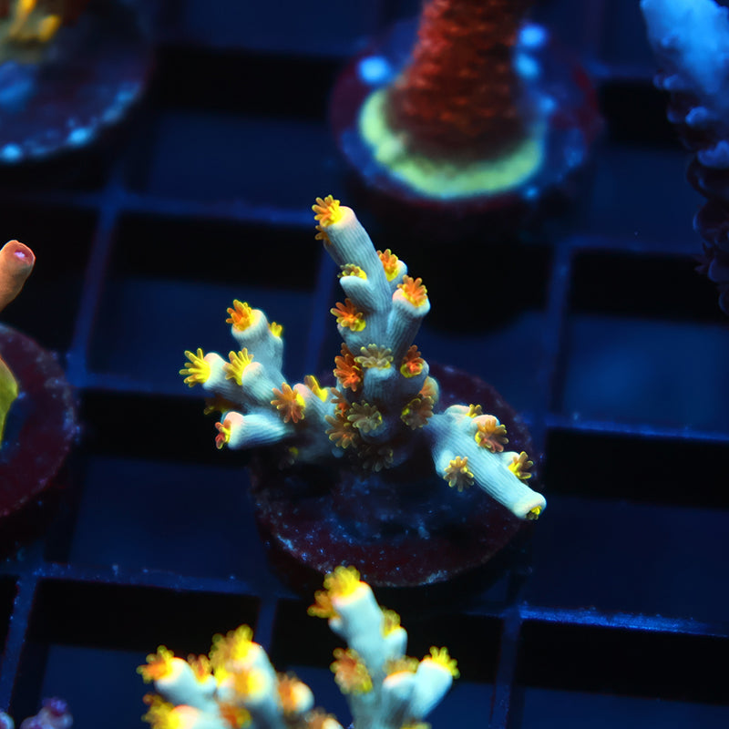 TCK Rainbow Unicorn Speciosa