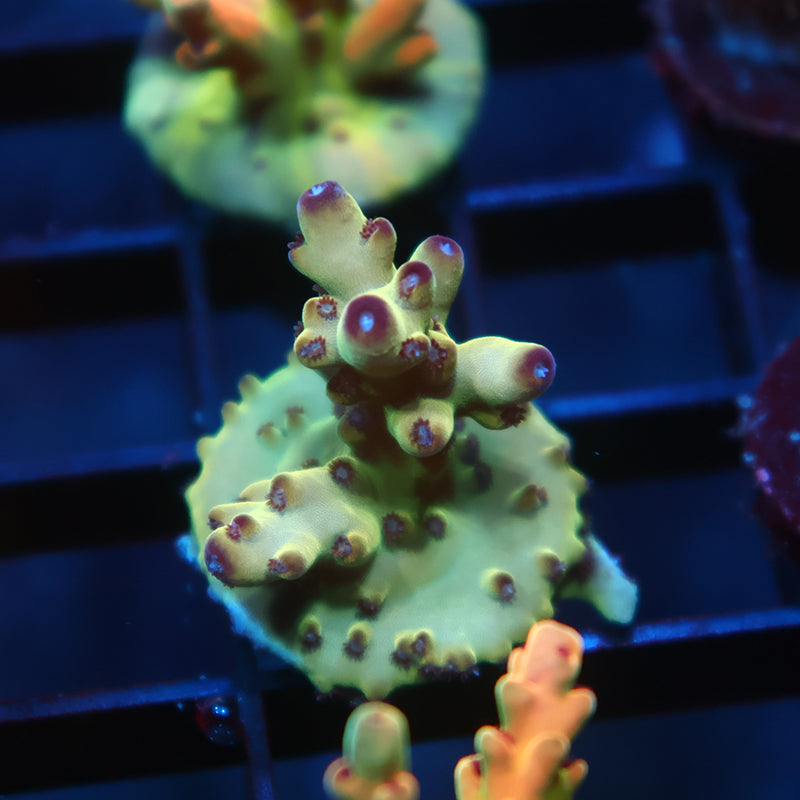 TCK Ice Granulosa