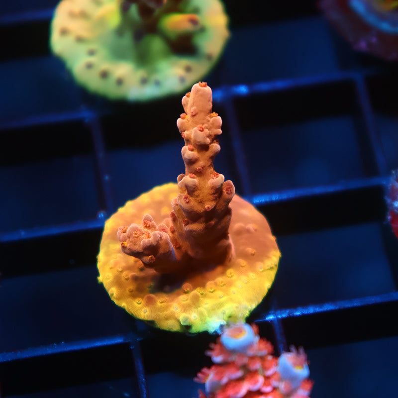 TCK Molten Core