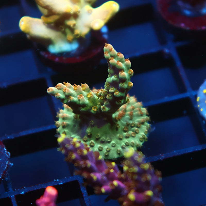 TCK Pink Polyp Shortcake