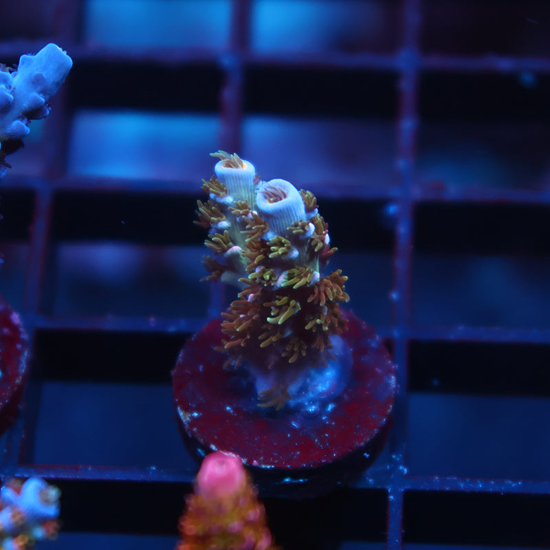 Tiny TCK Devastator