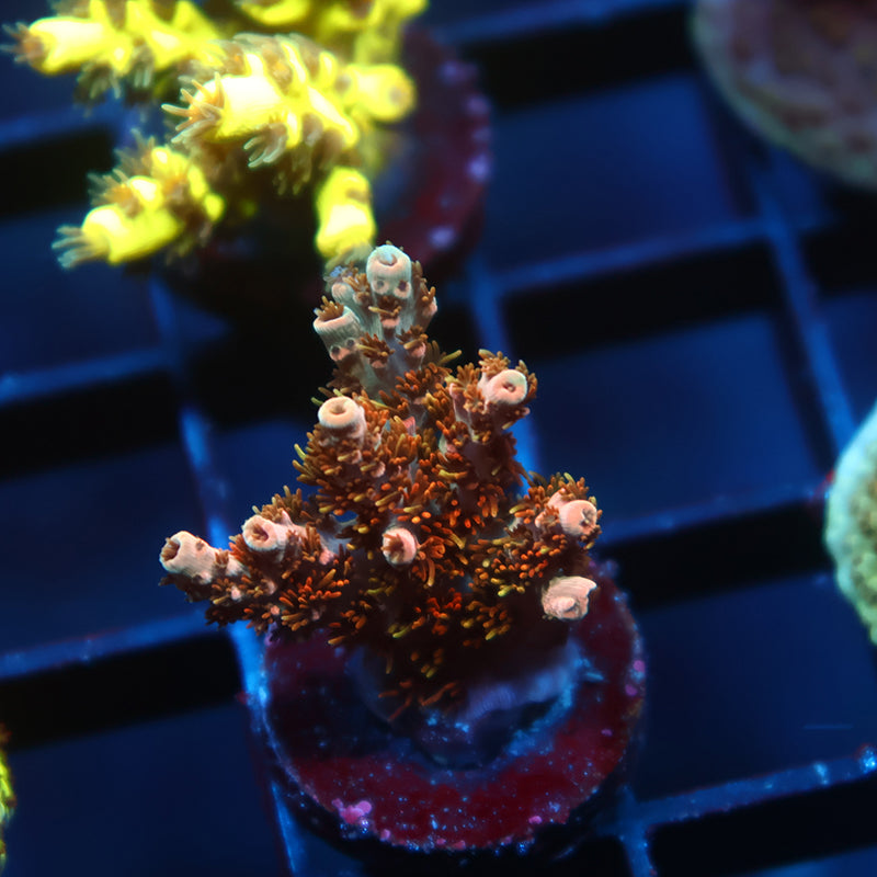 F2m Chrome Illusion