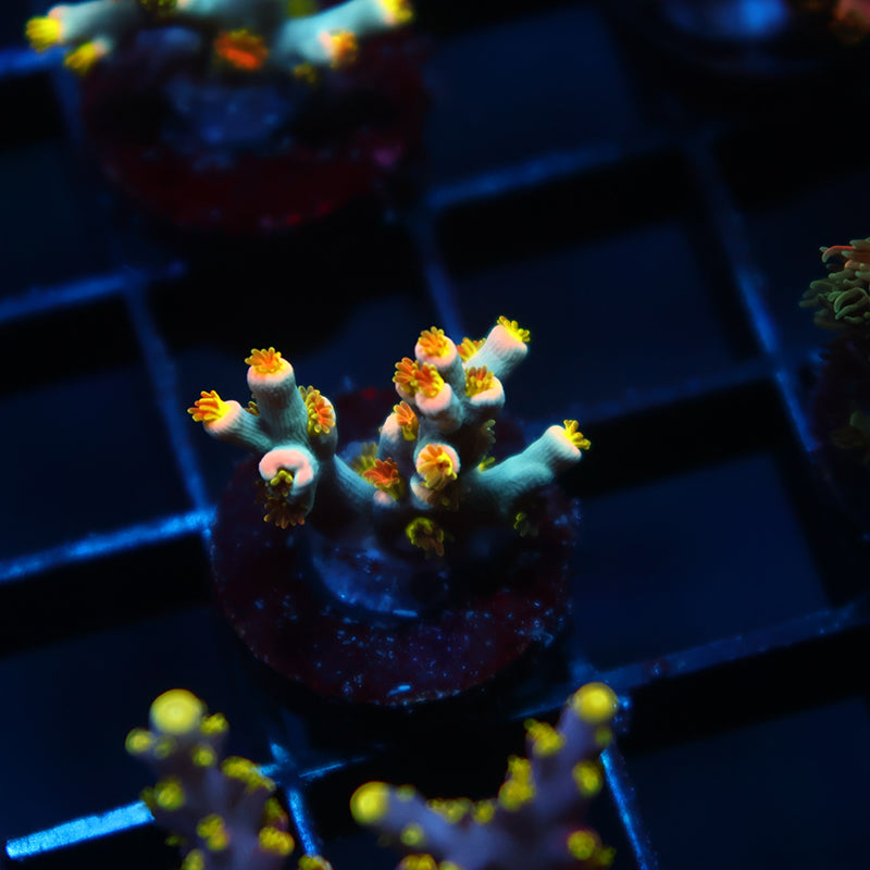 TCK Rainbow Unicorn Speciosa