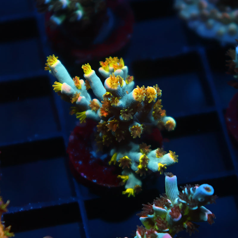 TCK Rainbow Unicorn Speciosa