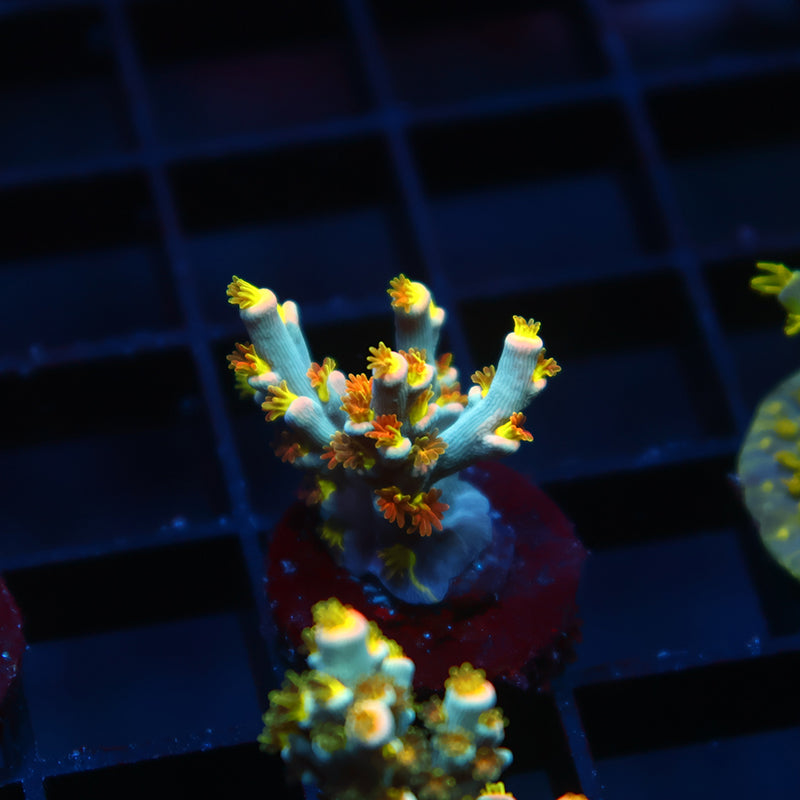 TCK Rainbow Unicorn Speciosa