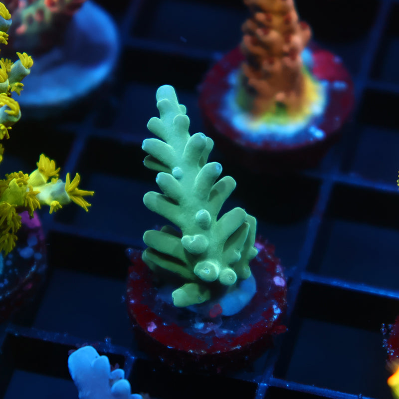 Sanjay's Blue Spruce Acro