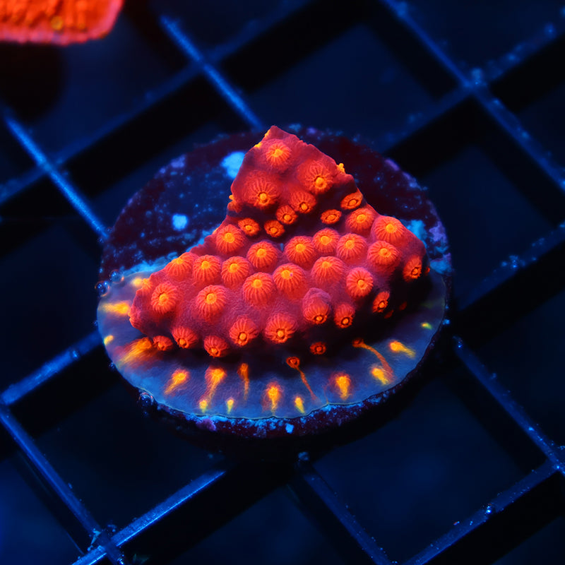 TCK Rainbow Abstract Cyphastrea