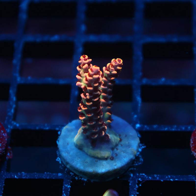 TCK Dragonflight Selago