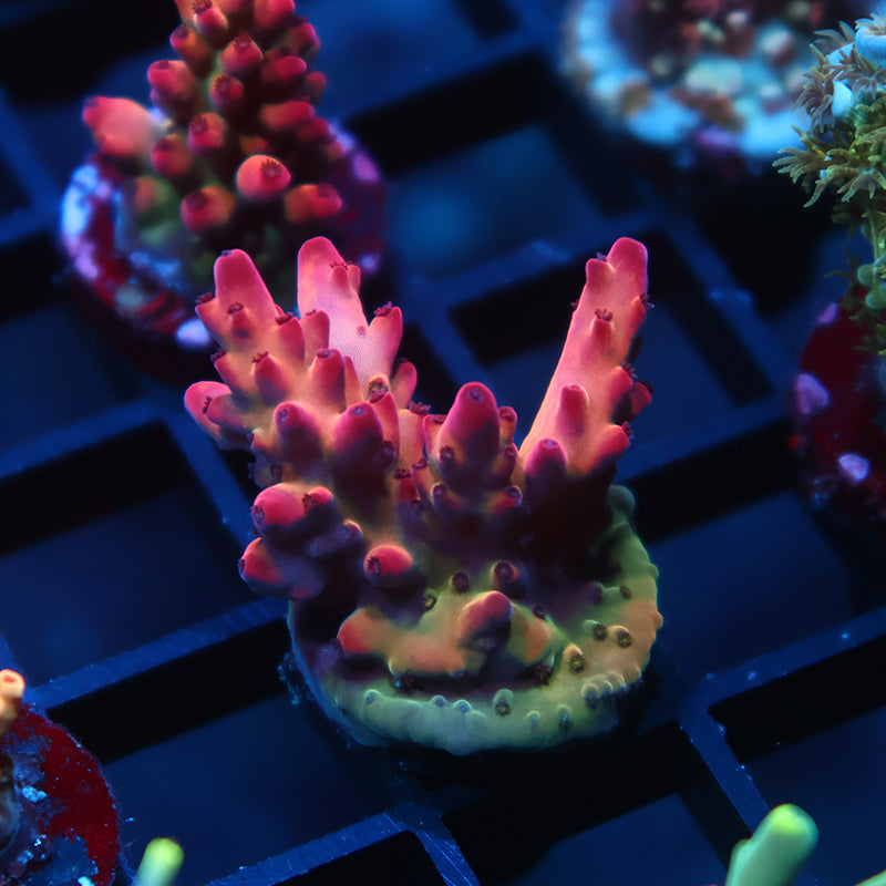 TCK Poisonberry Granulosa