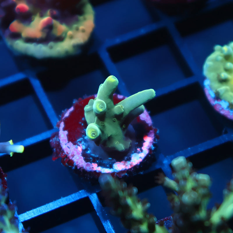 TCK Teal Caroliniana