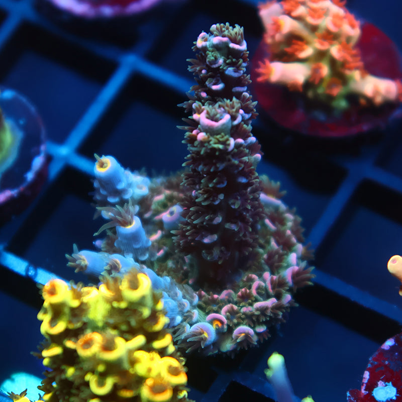 TCK Devastator Tenuis