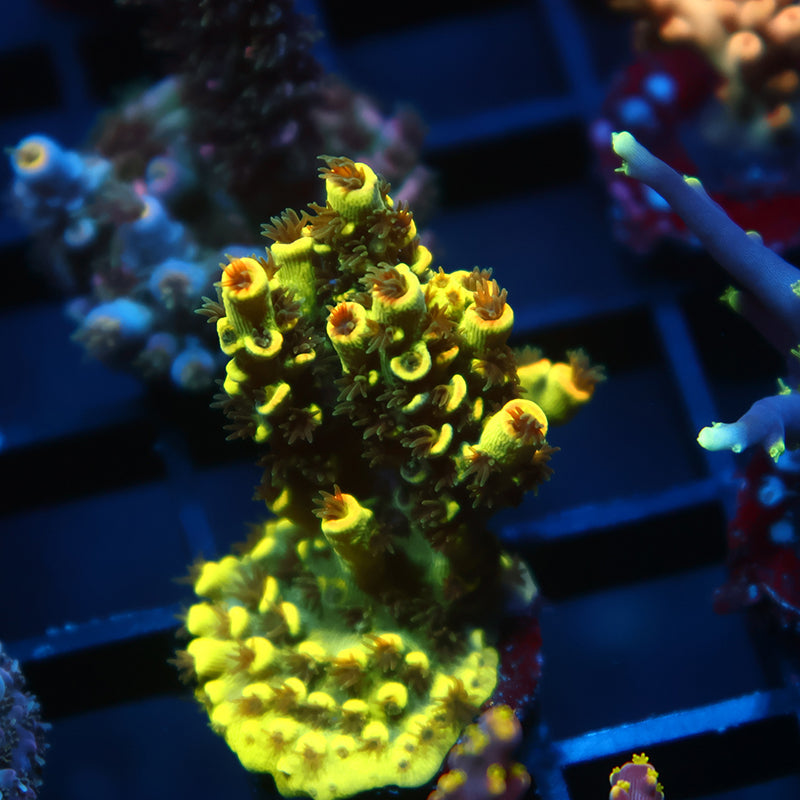 TCK Solar Beam Tenuis