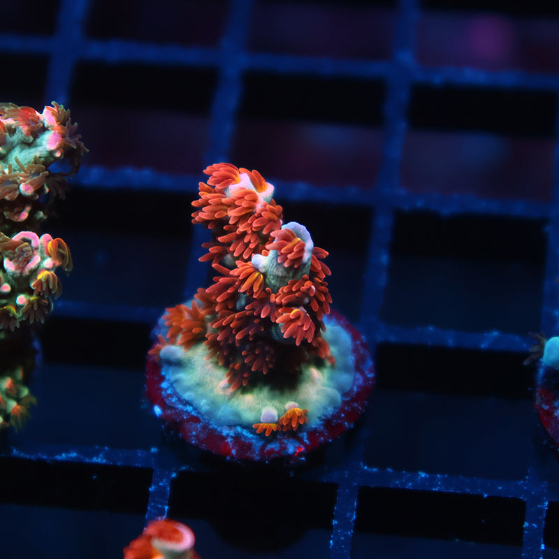 TCK Gamechanger Tenuis