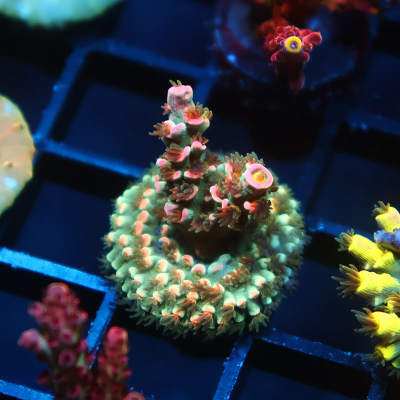 TCK Pink Immolation Tenuis