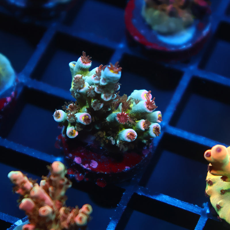 TCK Sweet Candy Tenuis