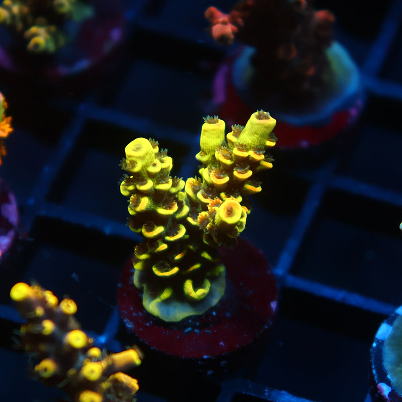 TCK Solar Beam Tenuis