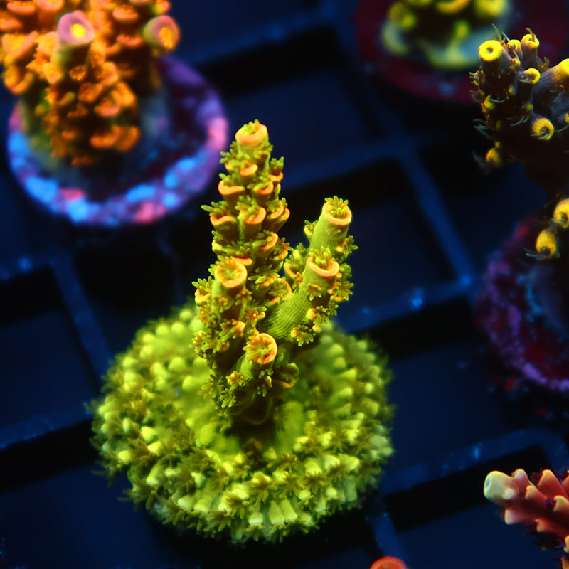 TCK Pineapple Express Tenuis