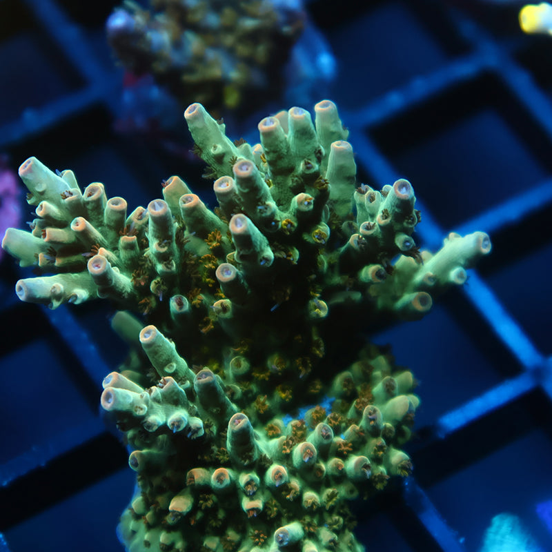 TCK Pink Polyp Shortcake
