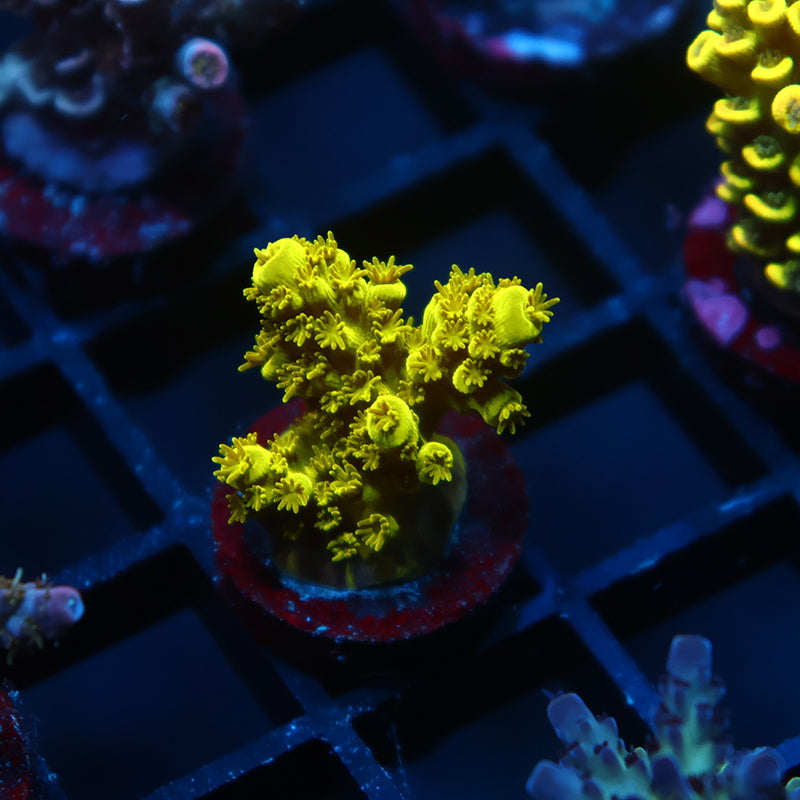 Bennet Yellow Tort