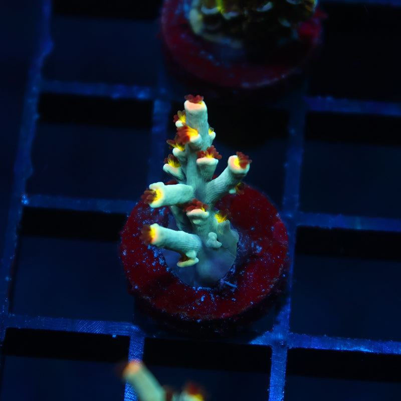 TCK Sour Skittles Speciosa