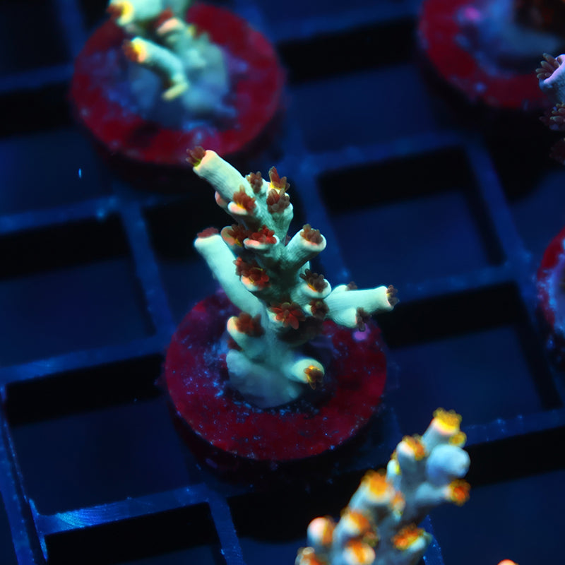 TCK Sour Skittles Speciosa