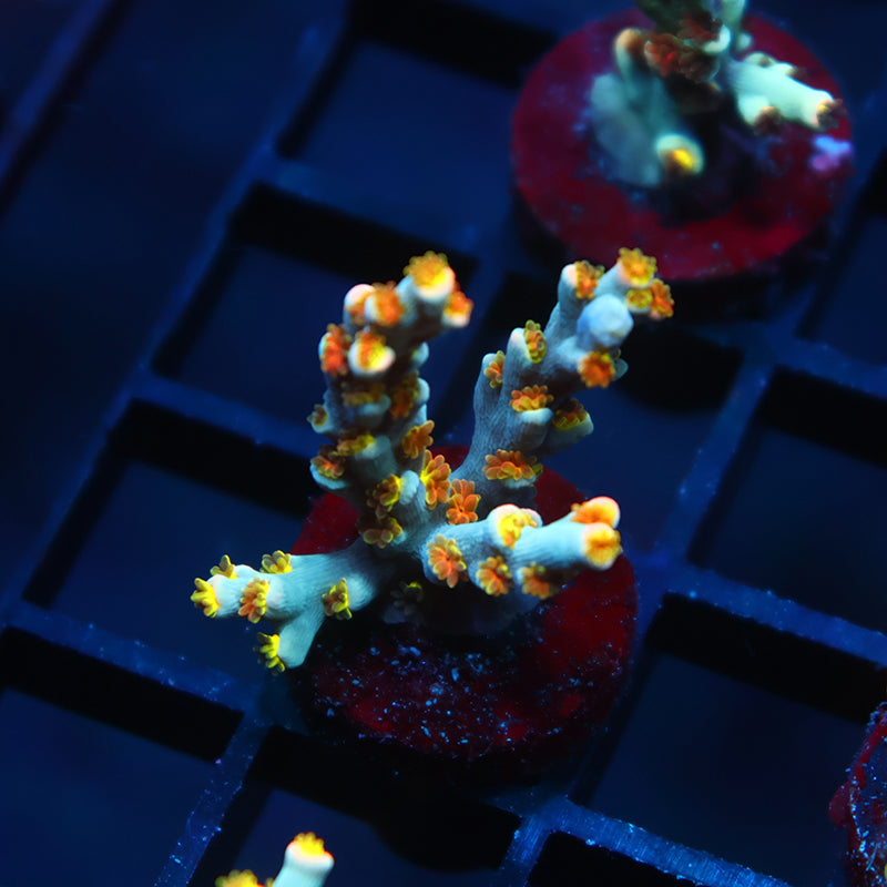 TCK Rainbow Unicorn Speciosa