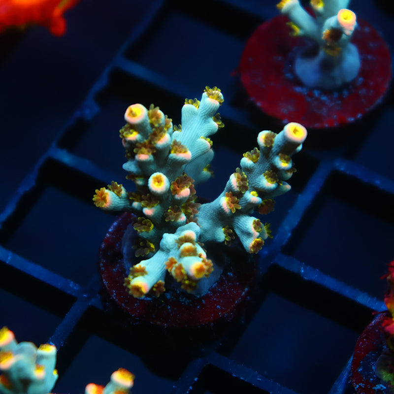 TCK Rainbow Unicorn Speciosa