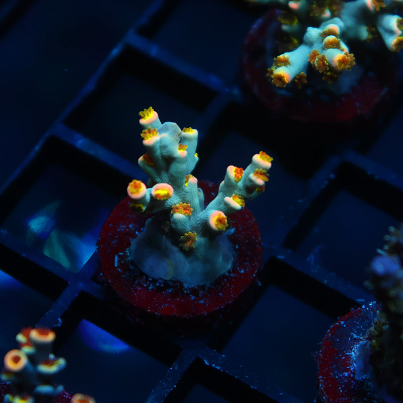 TCK Rainbow Unicorn Speciosa