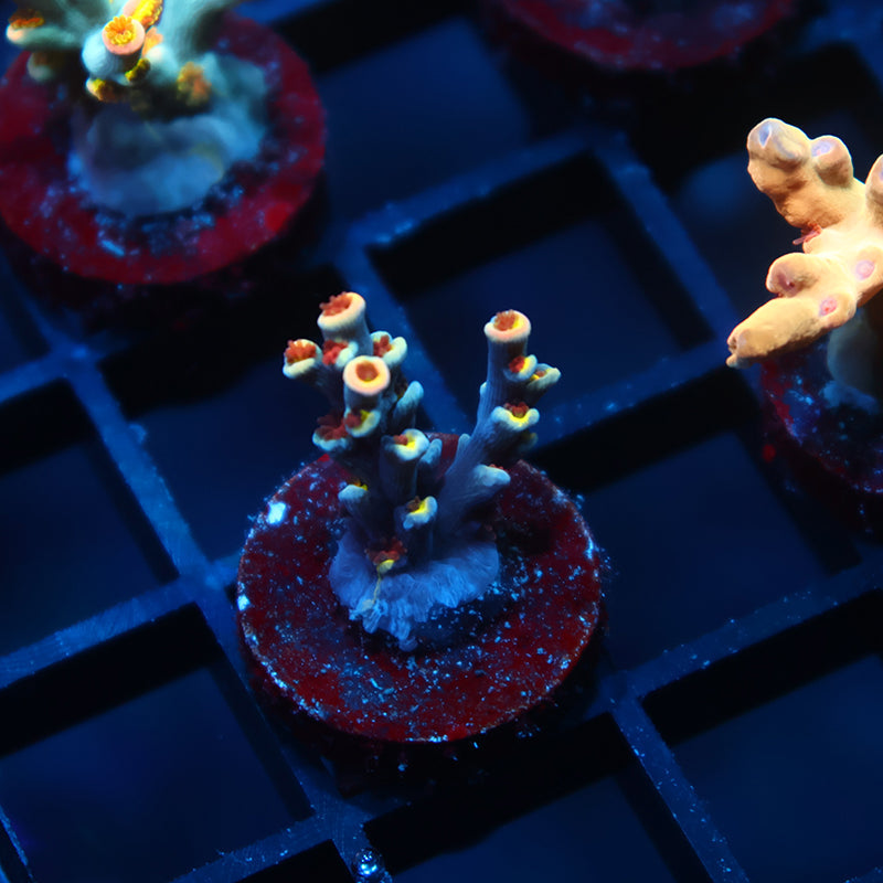 TCK Flying Thunder Speciosa