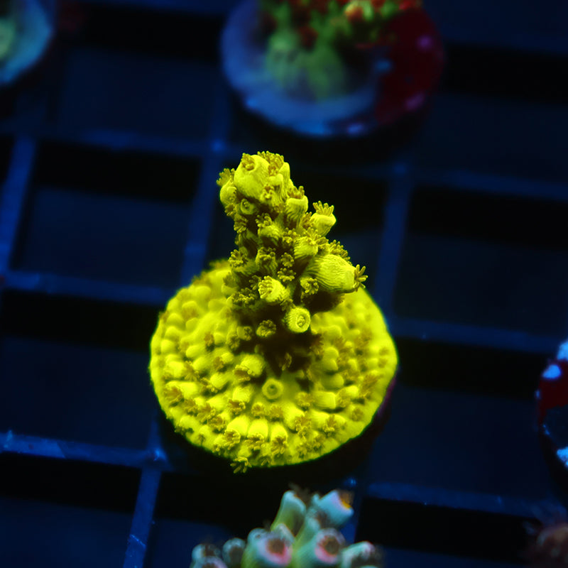 Bennet Yellow Tort