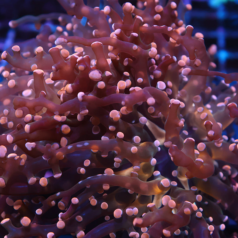 TCK Branching Gold Frogspawn