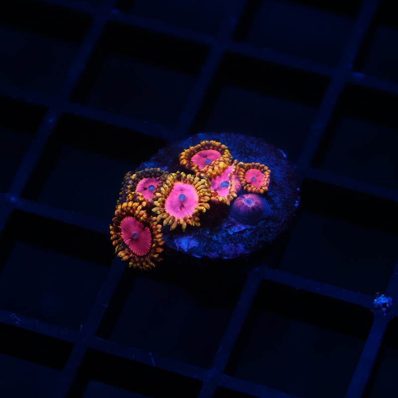RR Pink Diamonds