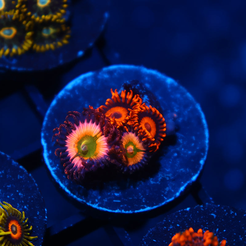 Rainbow Infusion with Oxides
