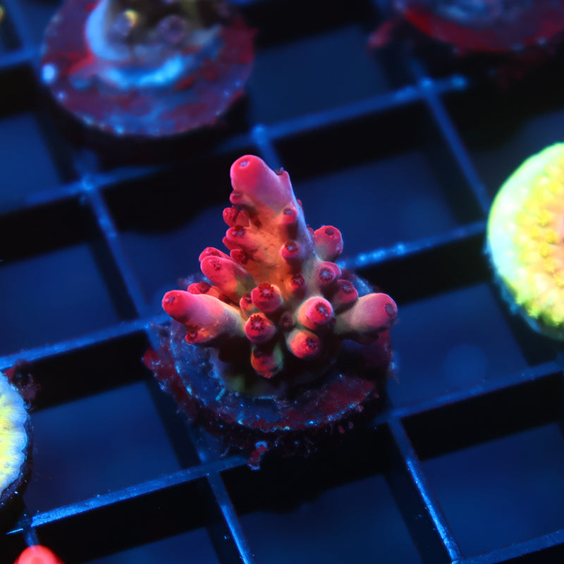 TCK Poisonberry Granulosa