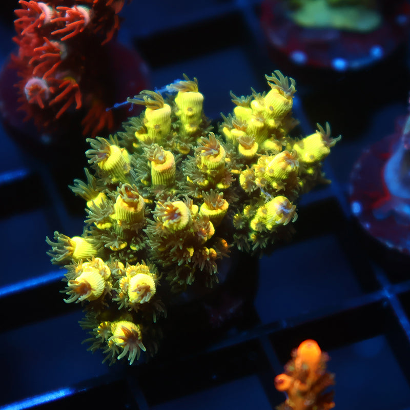 TCK Solar Beam Tenuis