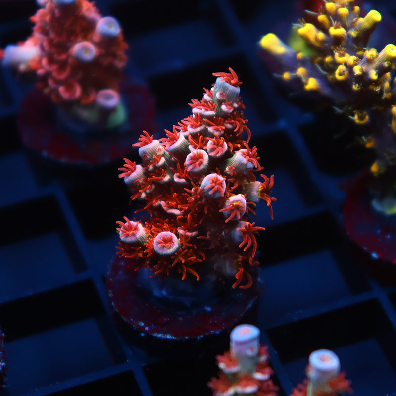 TCK Cherry Bombs Tenuis