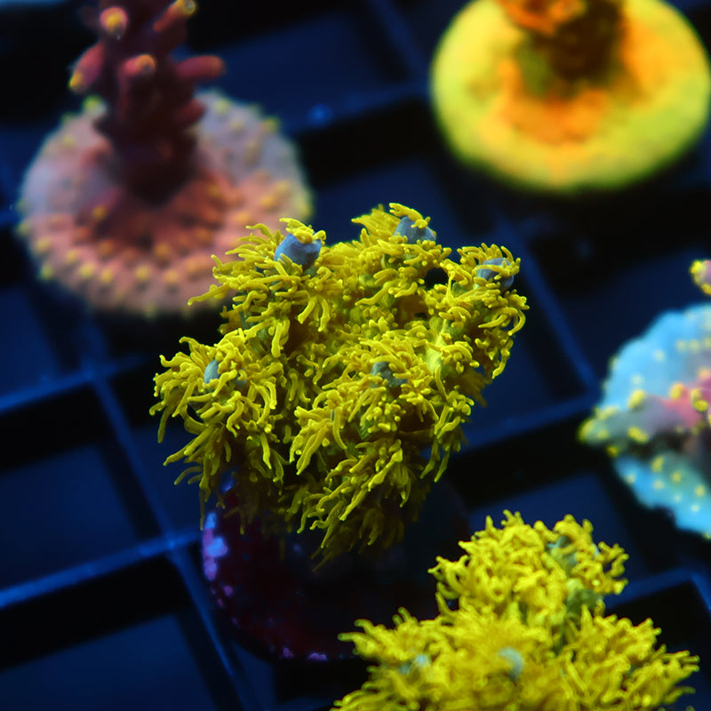 RRC Marvin the Martian