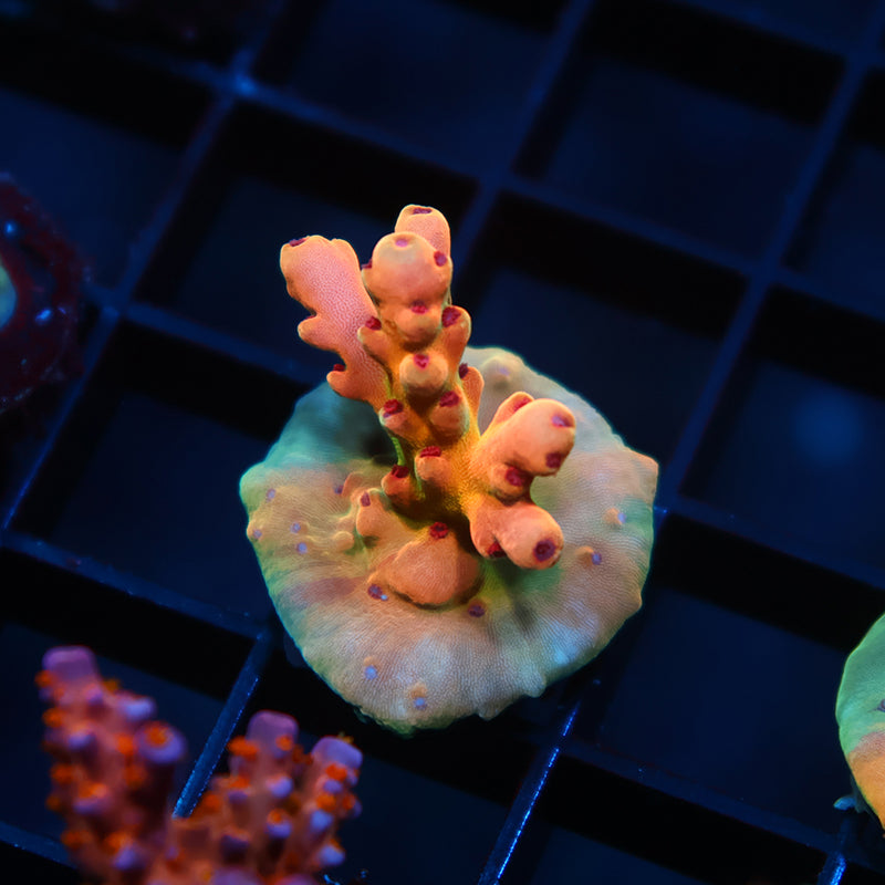 TCK Rainbow Meltdown