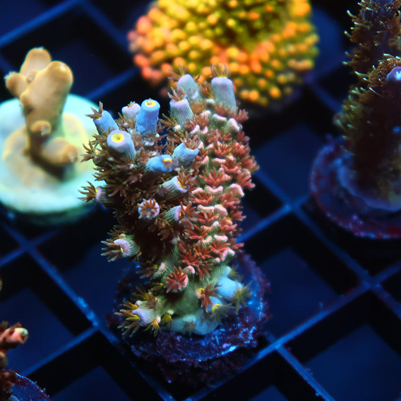 TCK Peach Paradise Tenuis