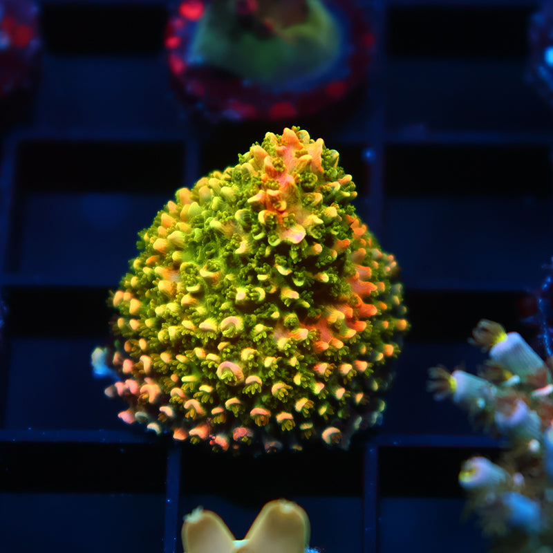 Sanjay's Wrecking Ball