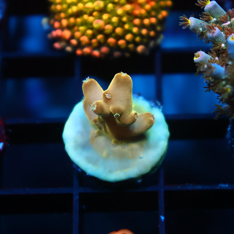 TCK Golden Granulosa