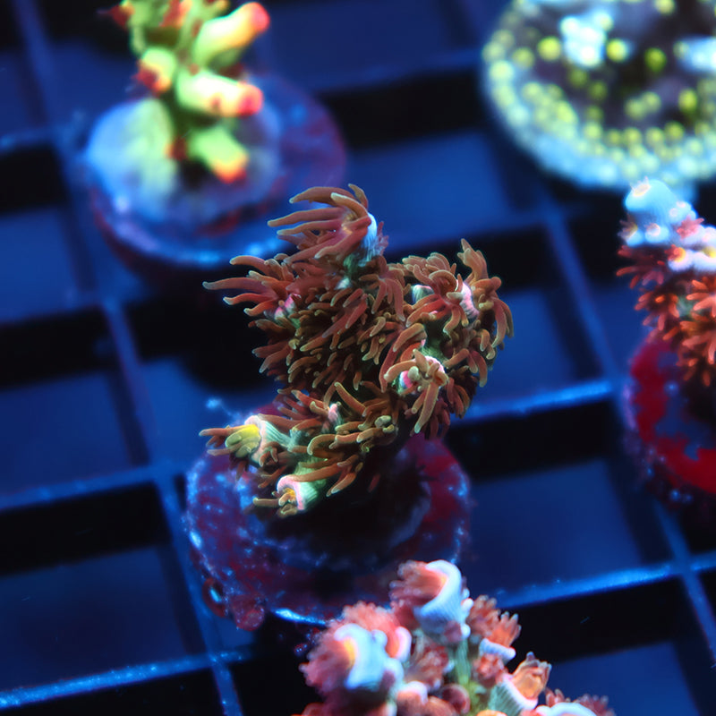 TCK Pink Immolation Tenuis