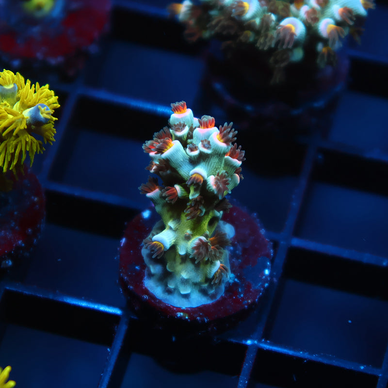 TCK Sweet Candy Tenuis