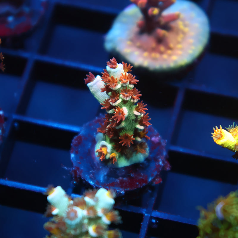 TCK Pink Fire Tenuis