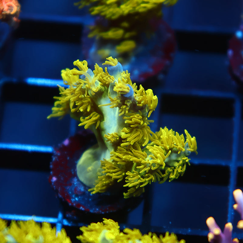 RRC Marvin the Martian