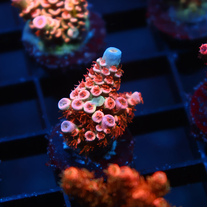 TCK Cherry Bombs Tenuis