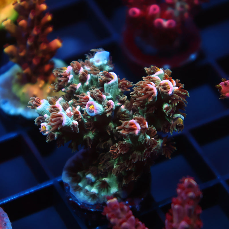 TCK Pink Immolation Tenuis