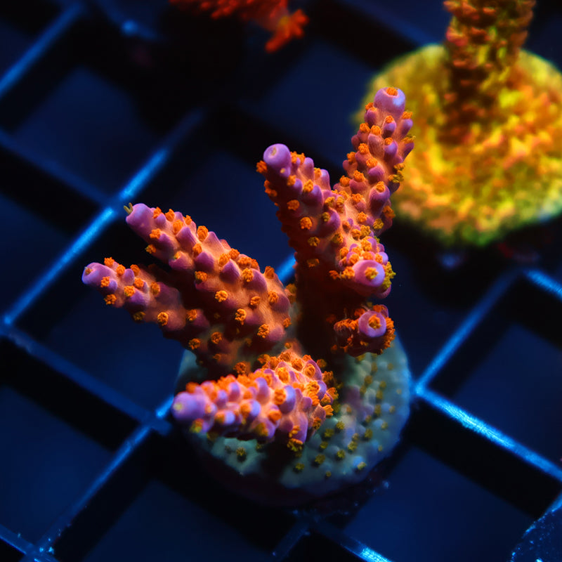 Tyree Merlin's Staff