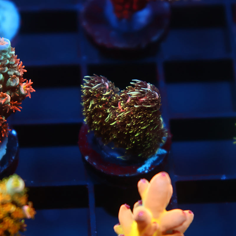 TCK Fuzzinator Milli