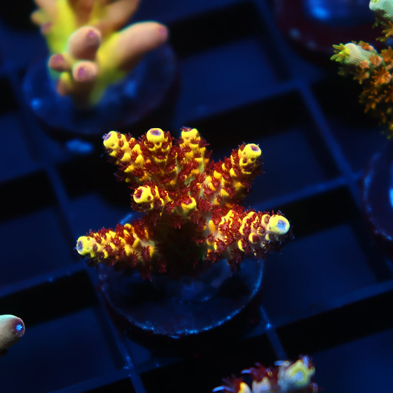 WWC Super Red Polyp Clathrata